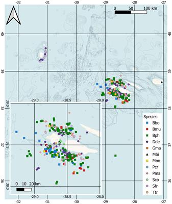 Isotopic niches reveal the trophic structure of the cetacean community in the oceanic waters around the Azores